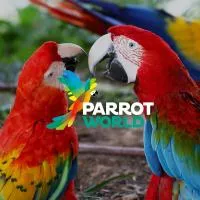 perroquets parrot world