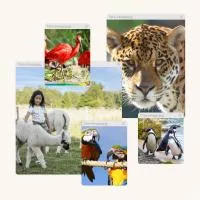 moodboard parrot world