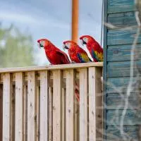 perroquets parrot world