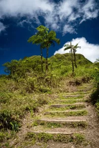 paysage martinique