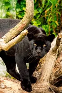 panthère parrot world