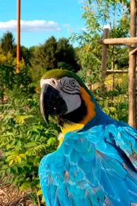 perroquet-bleu-parrot