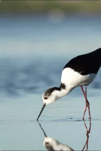 spatule blanche le guerandais